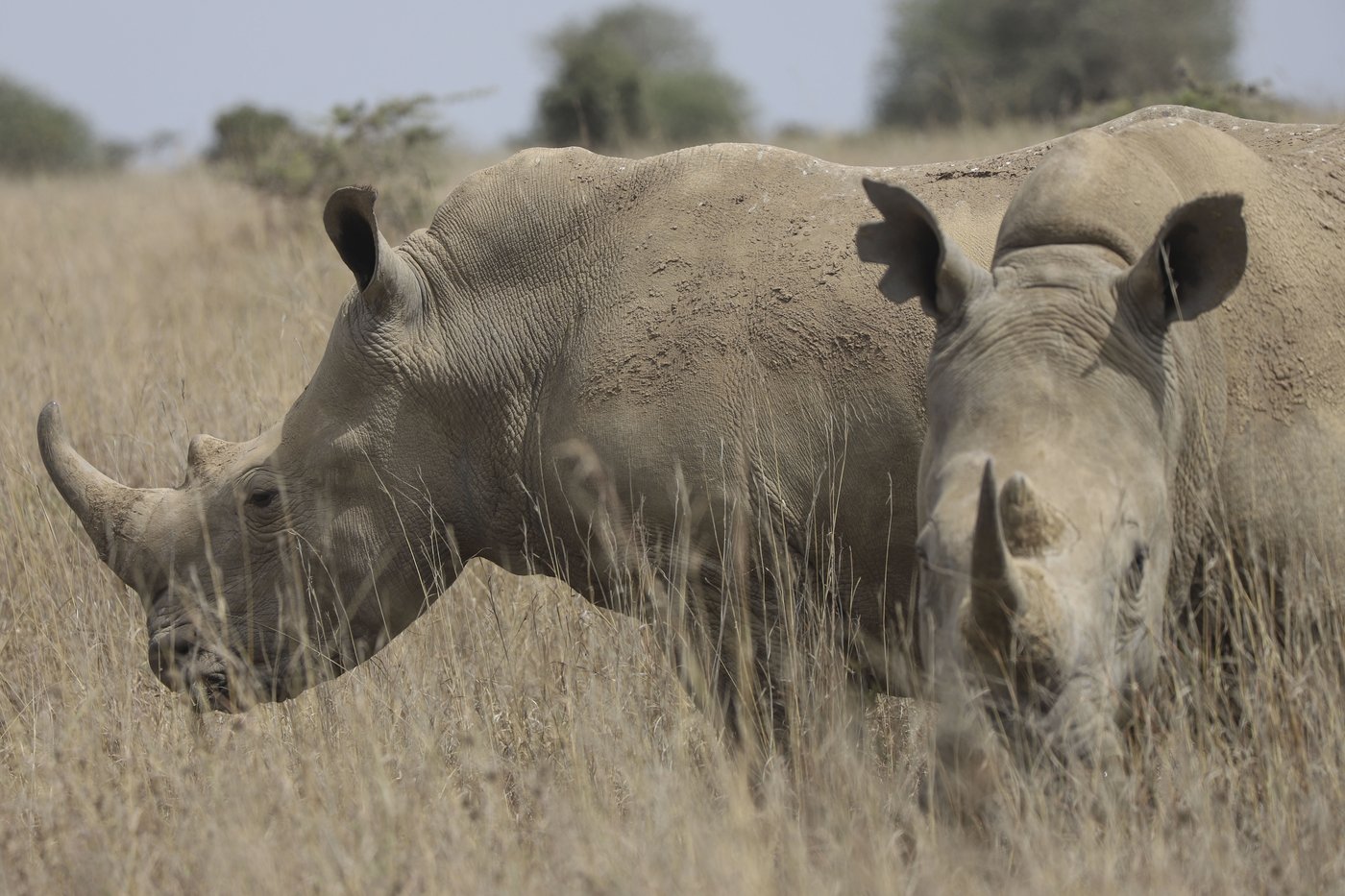 The number of rhinos is slightly up but poaching has increased too | iNFOnews.ca