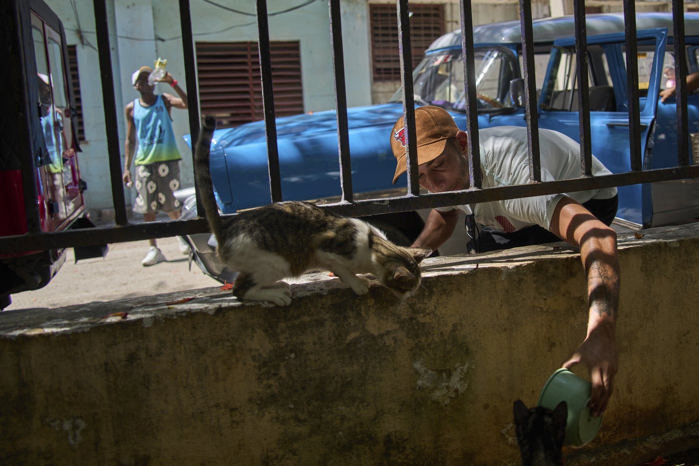 Cuban animal lovers struggle to feed stray cats and dogs as economic crisis bites | iNFOnews.ca