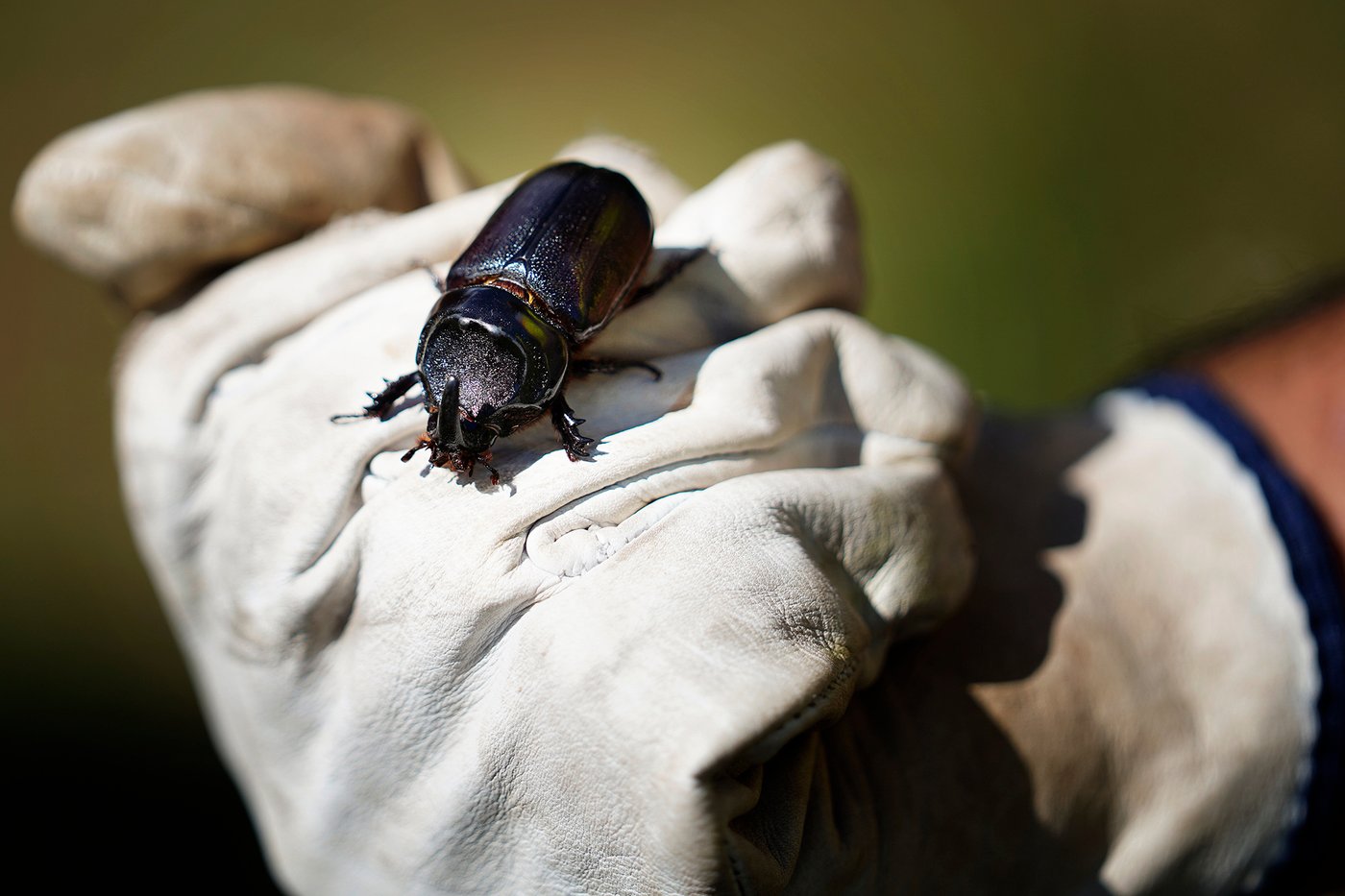 Palm-Killing Beetle Found On Molokaʻi For First Time, Rediscovered On Maui | iNFOnews.ca Palm-Killing Beetle Found On Molokaʻi For First Time, Rediscovered On Maui | iNFOnews.ca