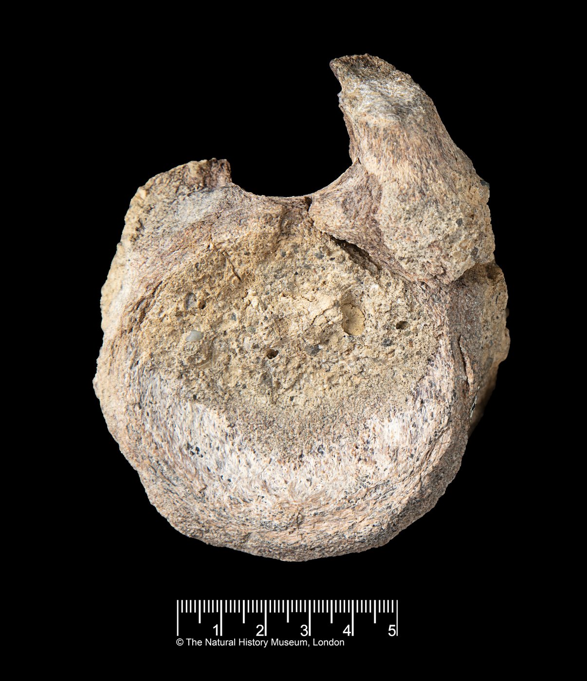 A rare dinosaur fossil from Antarctica is found tucked away in a drawer | iNFOnews.ca A rare dinosaur fossil from Antarctica is found tucked away in a drawer | iNFOnews.ca
