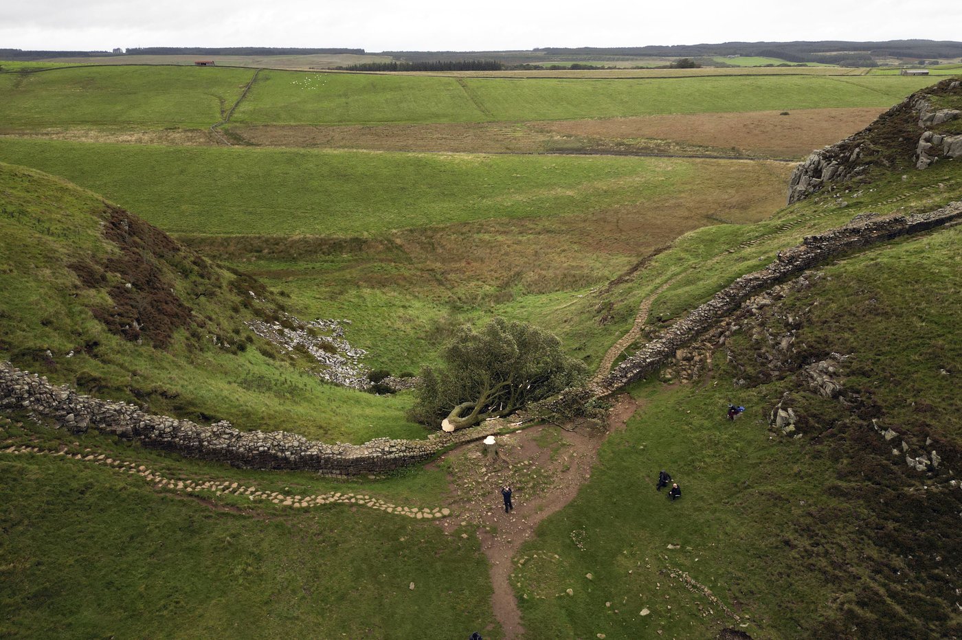 Sycamore Gap tree took more than a century to grow and less than 3 minutes to fell, prosecutors say | iNFOnews.ca Sycamore Gap tree took more than a century to grow and less than 3 minutes to fell, prosecutors say | iNFOnews.ca