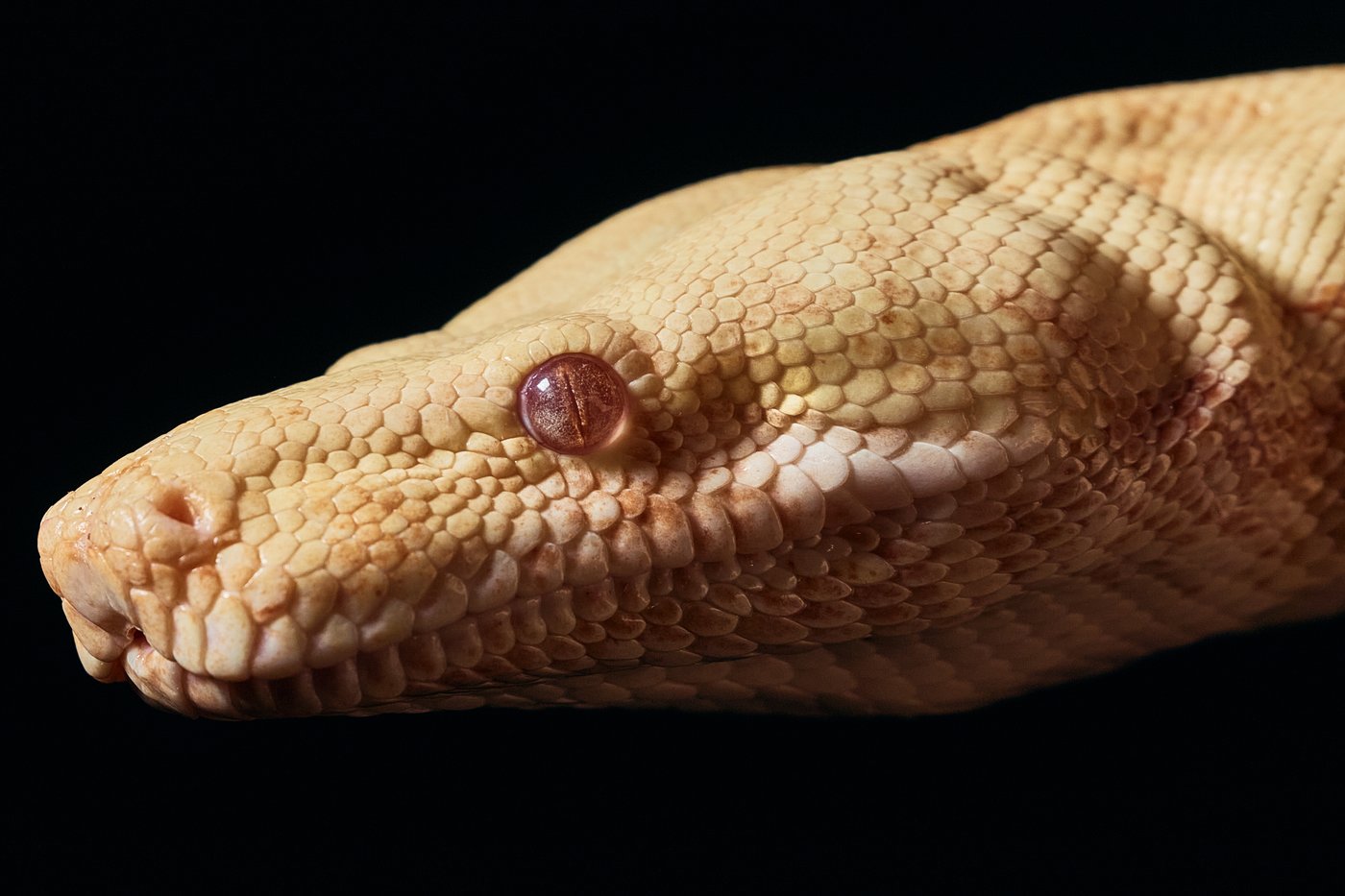Even snakes have to audition for the opera at the Met. Princess the boa constrictor got the part | iNFOnews.ca