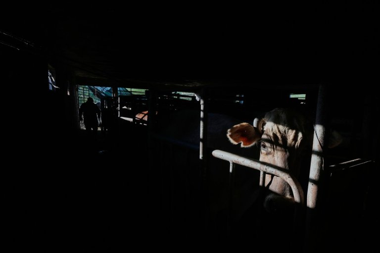 Mexico’s ranchers look north to the US as screwworm ban nears end, in photos | iNFOnews.ca