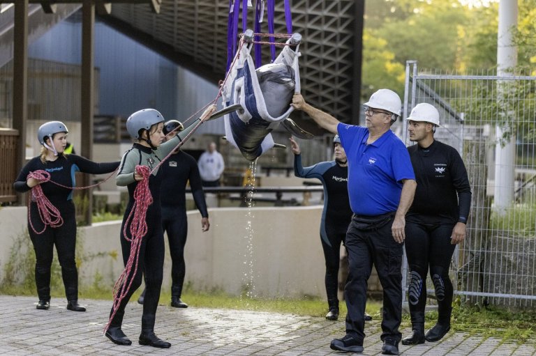 Canada's last captive dolphins leave Marineland as one of its belugas dies in Chicago | iNFOnews.ca