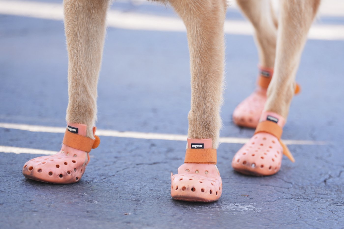 Some sniffer dogs at the Club World Cup outfitted with booties to protect their paws from the heat | iNFOnews.ca Some sniffer dogs at the Club World Cup outfitted with booties to protect their paws from the heat | iNFOnews.ca