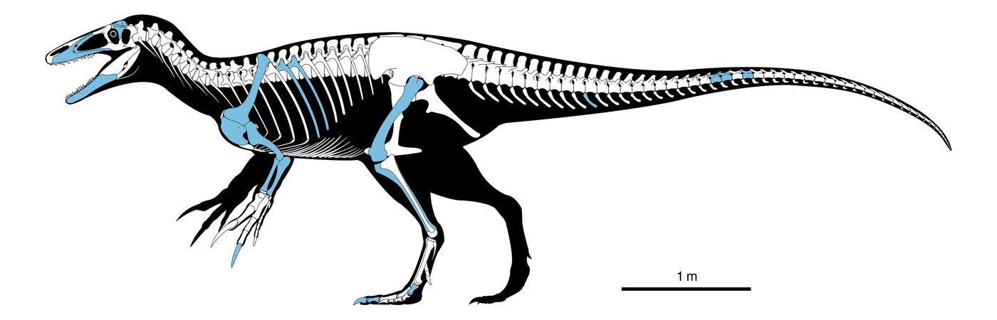 Scientists discover a new dinosaur from Argentina with a crocodile bone in its mouth | iNFOnews.ca