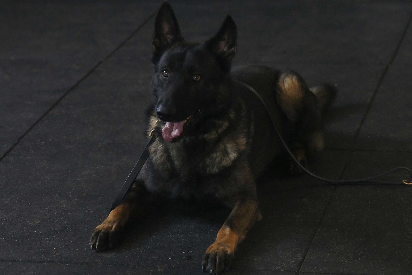 Pets with a toolkit: Protection dogs train to handle burglars as sports stars boost home security | iNFOnews.ca