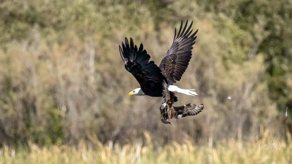 iN PHOTOS: Moments between a pair of eagles in West Kelowna | iNFOnews.ca