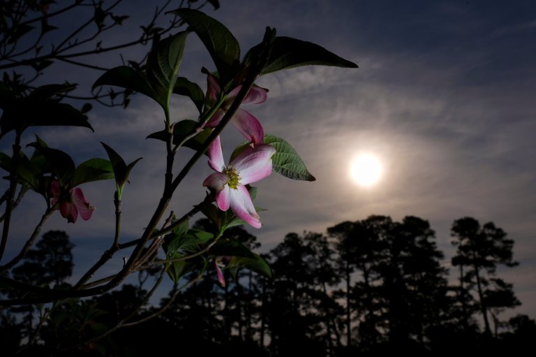 Masters in bloom: More than azaleas and dogwood make up golf's most beautiful garden | iNFOnews.ca