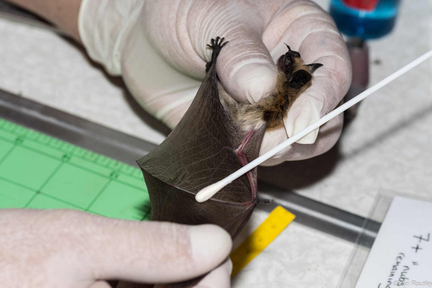 B.C. bats 'do not know the border' — and Trump funding cuts may put them in peril | iNFOnews.ca
