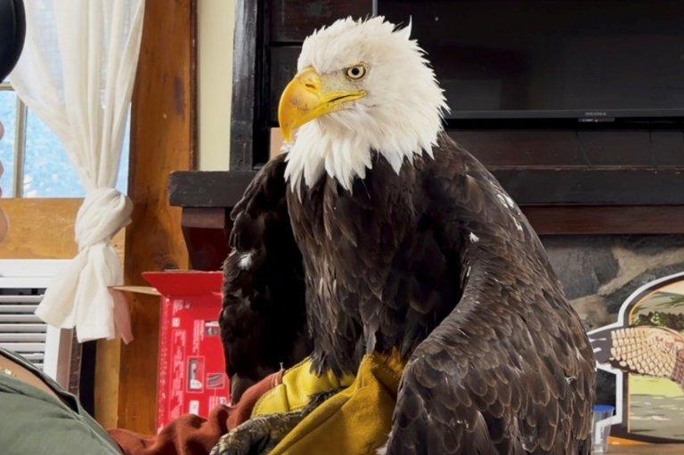 Bird flu caused the death of Jackie, a California bald eagle who captured hearts | iNFOnews.ca