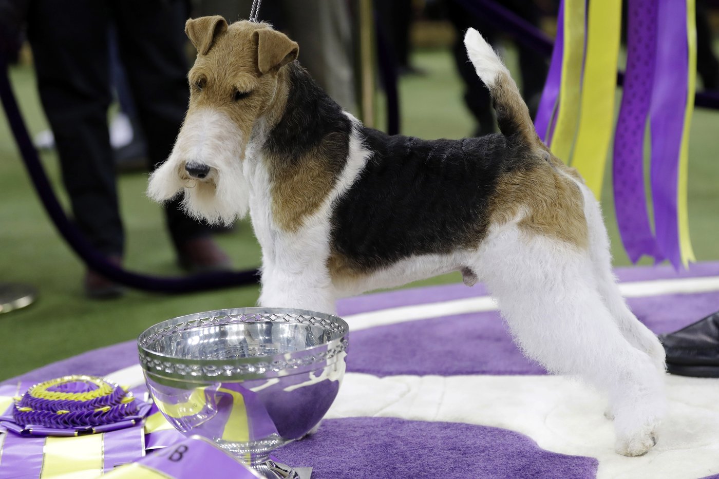 Dog Show 101: What's what at the Westminster Kennel Club | iNFOnews.ca