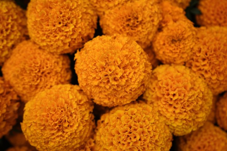 This orange flower cloaks Mexico during Day of the Dead. Climate change is putting it at risk | iNFOnews.ca
