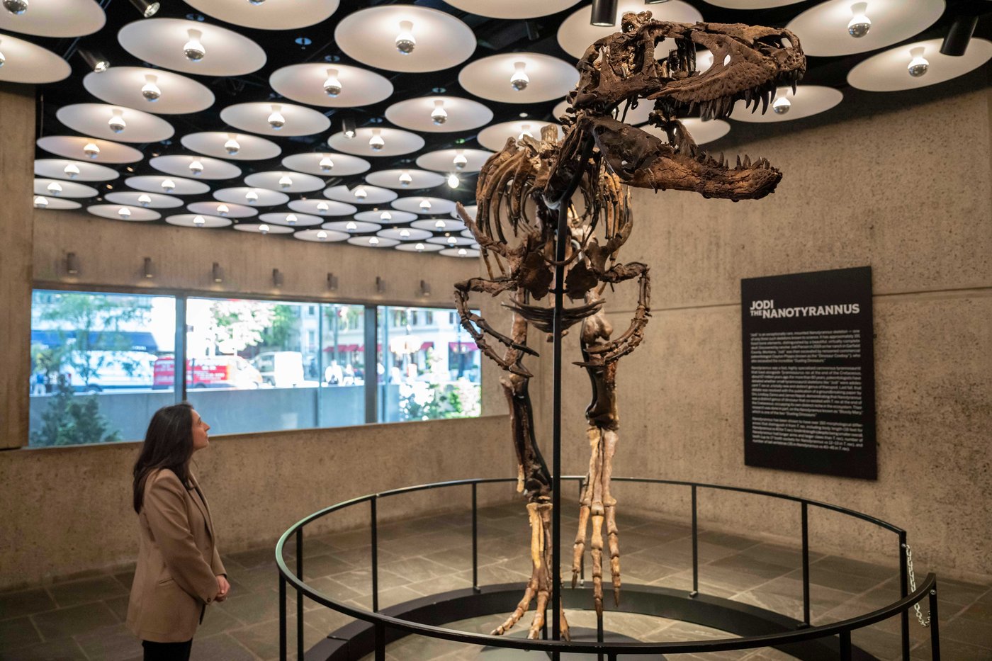 This fossil may look like a mini T. rex, but a Nanotyrannus just sold for a giant $47 million | iNFOnews.ca This fossil may look like a mini T. rex, but a Nanotyrannus just sold for a giant $47 million | iNFOnews.ca