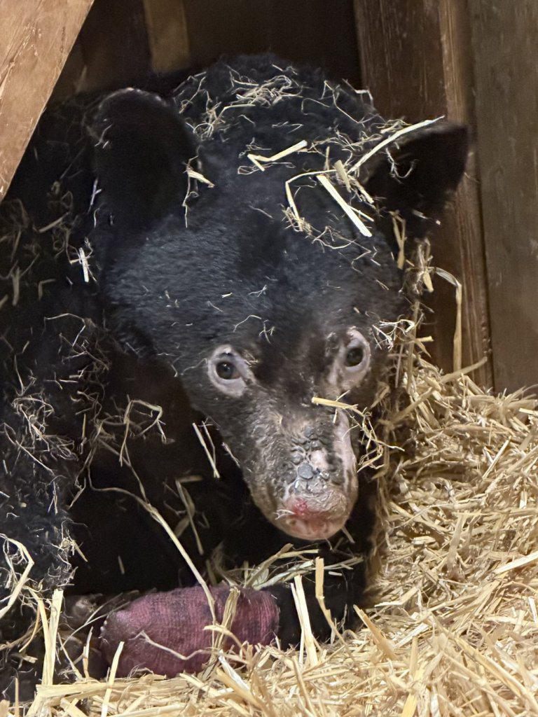 Bear cub that suffered major burns in northern B.C. expected to recover | iNFOnews.ca