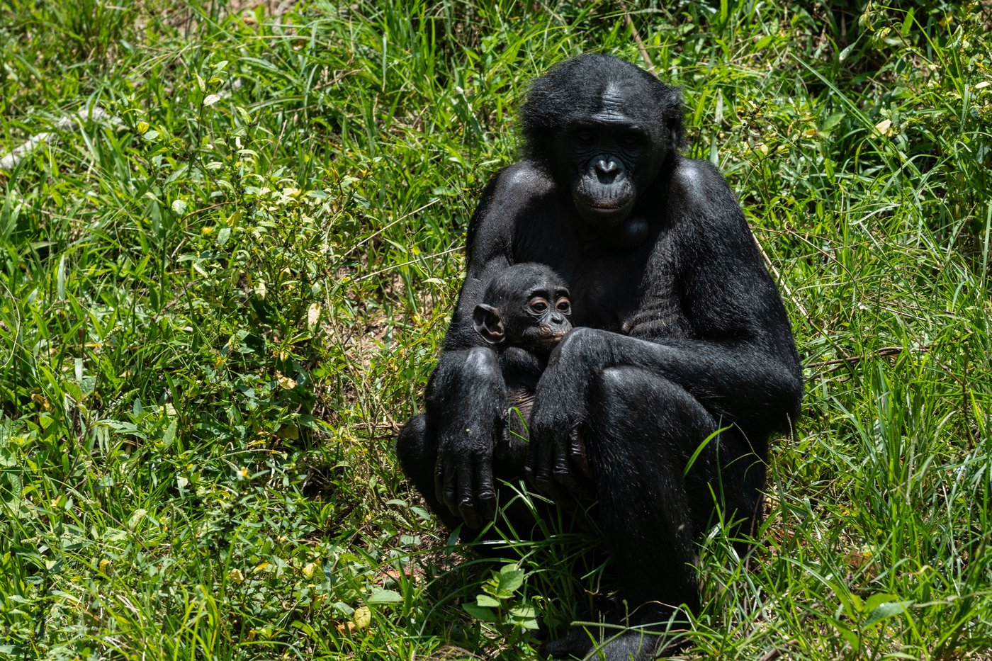 Get a load of this: Humans and great apes share similar giggles | iNFOnews.ca Get a load of this: Humans and great apes share similar giggles | iNFOnews.ca