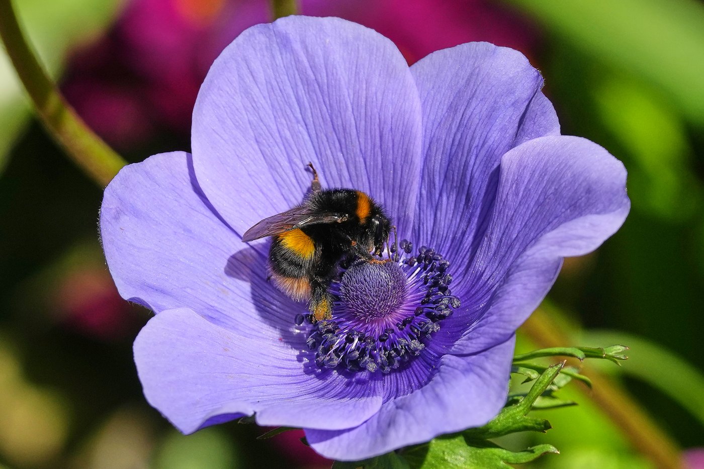 A world in bloom: Spring flowers unfold from Tokyo to Mexico, in photos | iNFOnews.ca