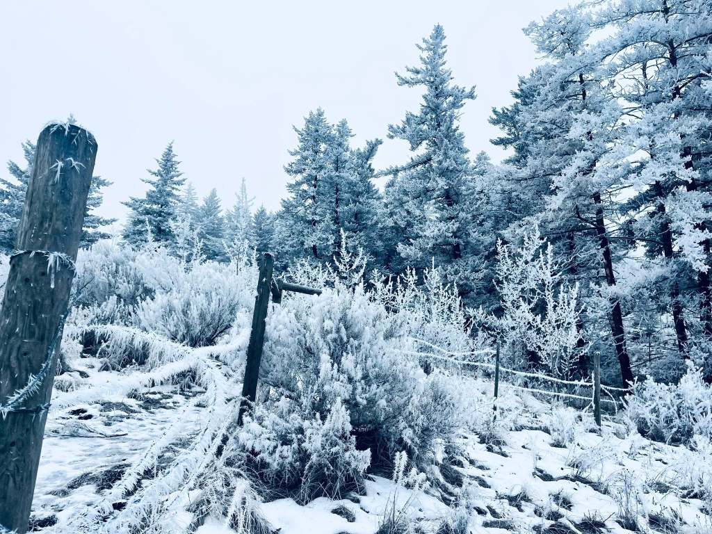 iN PHOTOS: Conditions right for fanciful frost formations in Kamloops, Okanagan | iNFOnews.ca
