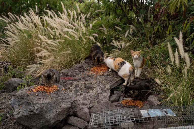 Hawaii's Big Island bans feeding feral cats in an effort to help endangered native species | iNFOnews.ca