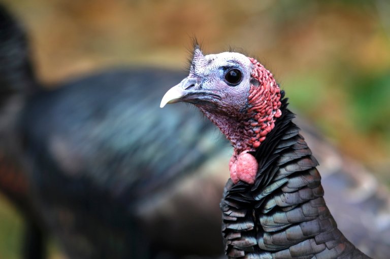 How trading wild turkeys for other animals became a conservation success story | iNFOnews.ca