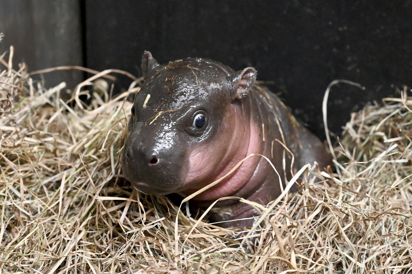 A Virginia zoo welcomes newborn pygmy hippopotamus as year ends | iNFOnews.ca