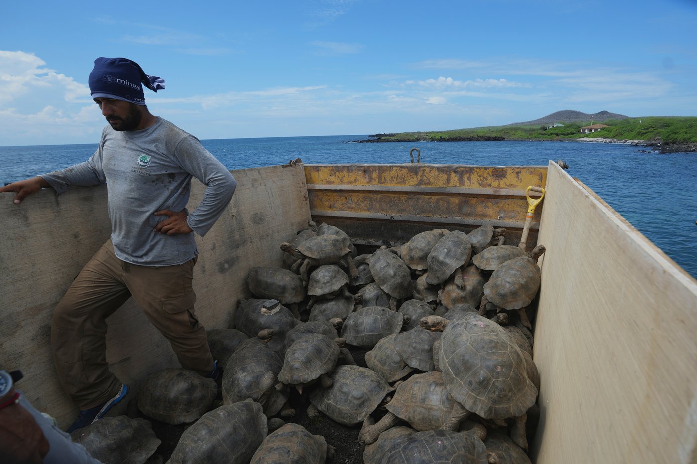 Galápagos park releases 158 juvenile hybrid tortoises on Floreana to restore the ecosystem | iNFOnews.ca Galápagos park releases 158 juvenile hybrid tortoises on Floreana to restore the ecosystem | iNFOnews.ca