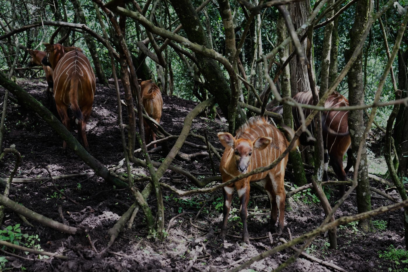 The ‘ghost of the forest’ makes a comeback in Kenya, in photos | iNFOnews.ca