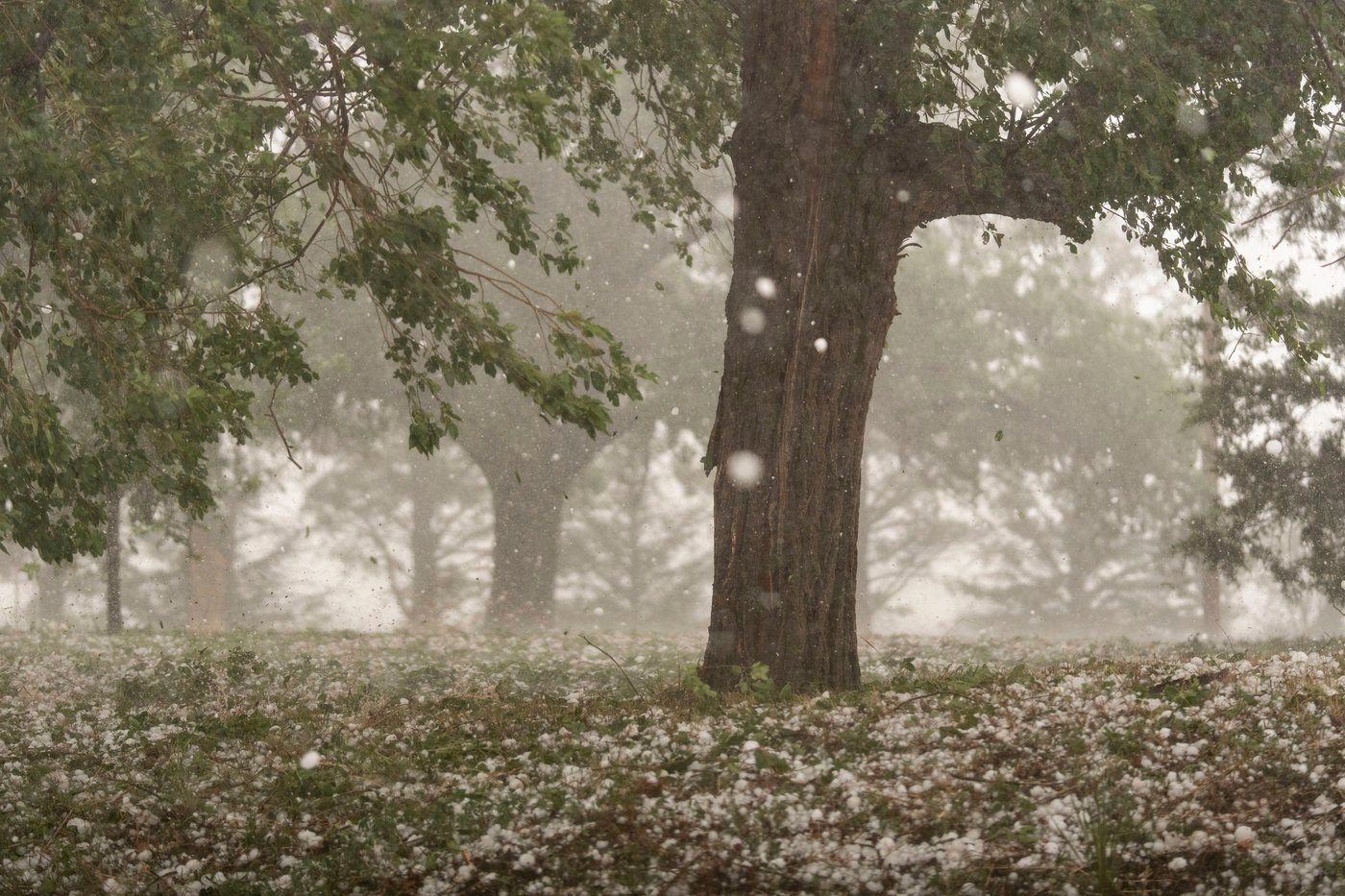 A warmer world creates bigger and more damaging hailstones, study says | iNFOnews.ca A warmer world creates bigger and more damaging hailstones, study says | iNFOnews.ca