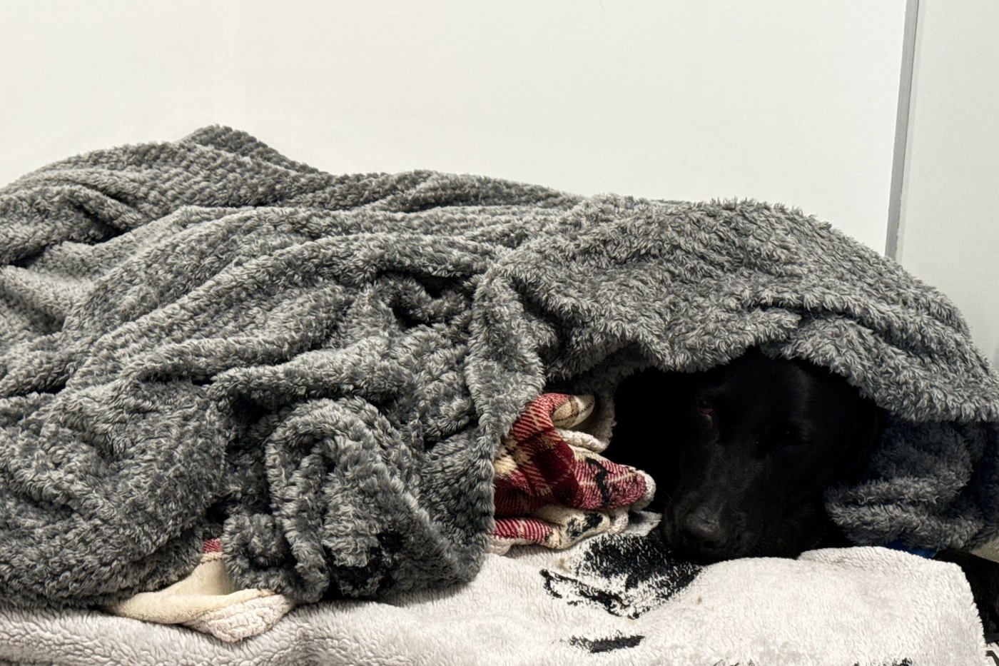 Grateful dog owner describes mountain rescue after canine apparently ingests cannabis | iN420 Grateful dog owner describes mountain rescue after canine apparently ingests cannabis | iN420
