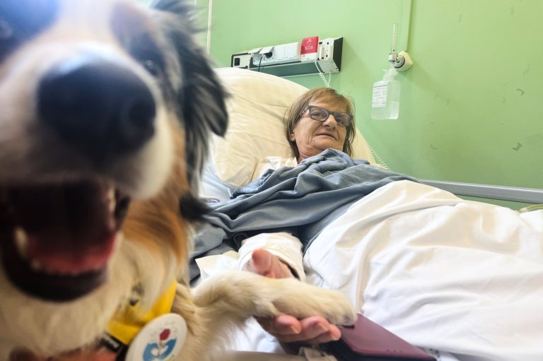 A cancer patient’s cats inspired a push for pets in hospice wards | iNFOnews.ca