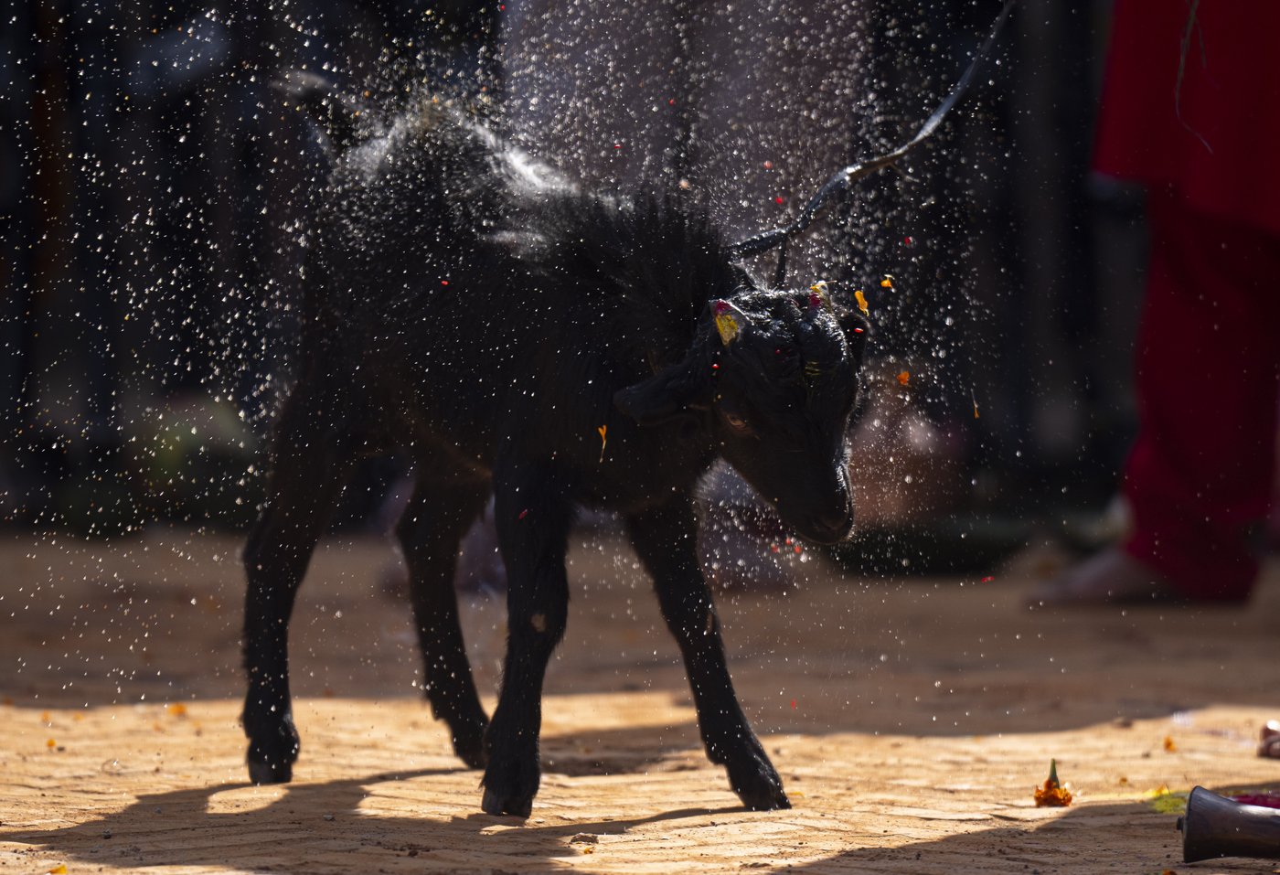 PHOTO COLLECTION: Nepal Hindu Festival | iNFOnews.ca PHOTO COLLECTION: Nepal Hindu Festival | iNFOnews.ca
