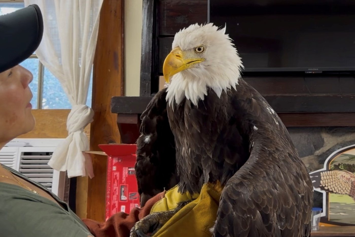 Jackie, the California bald eagle who became an internet sensation, dies after illness | iNFOnews.ca Jackie, the California bald eagle who became an internet sensation, dies after illness | iNFOnews.ca