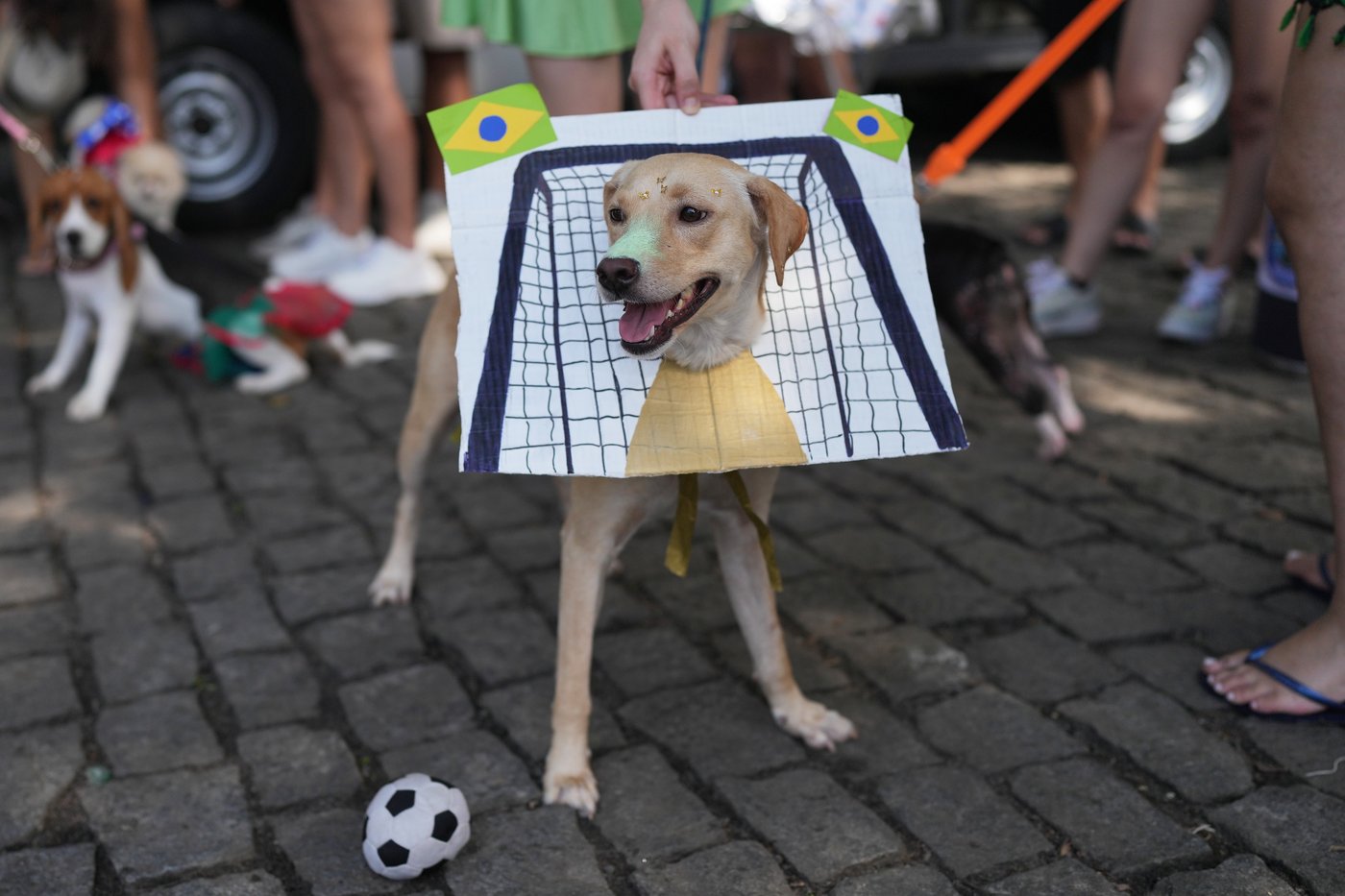 Dogs parade at Rio Carnival as their owners protest against animal cruelty | iNFOnews.ca Dogs parade at Rio Carnival as their owners protest against animal cruelty | iNFOnews.ca