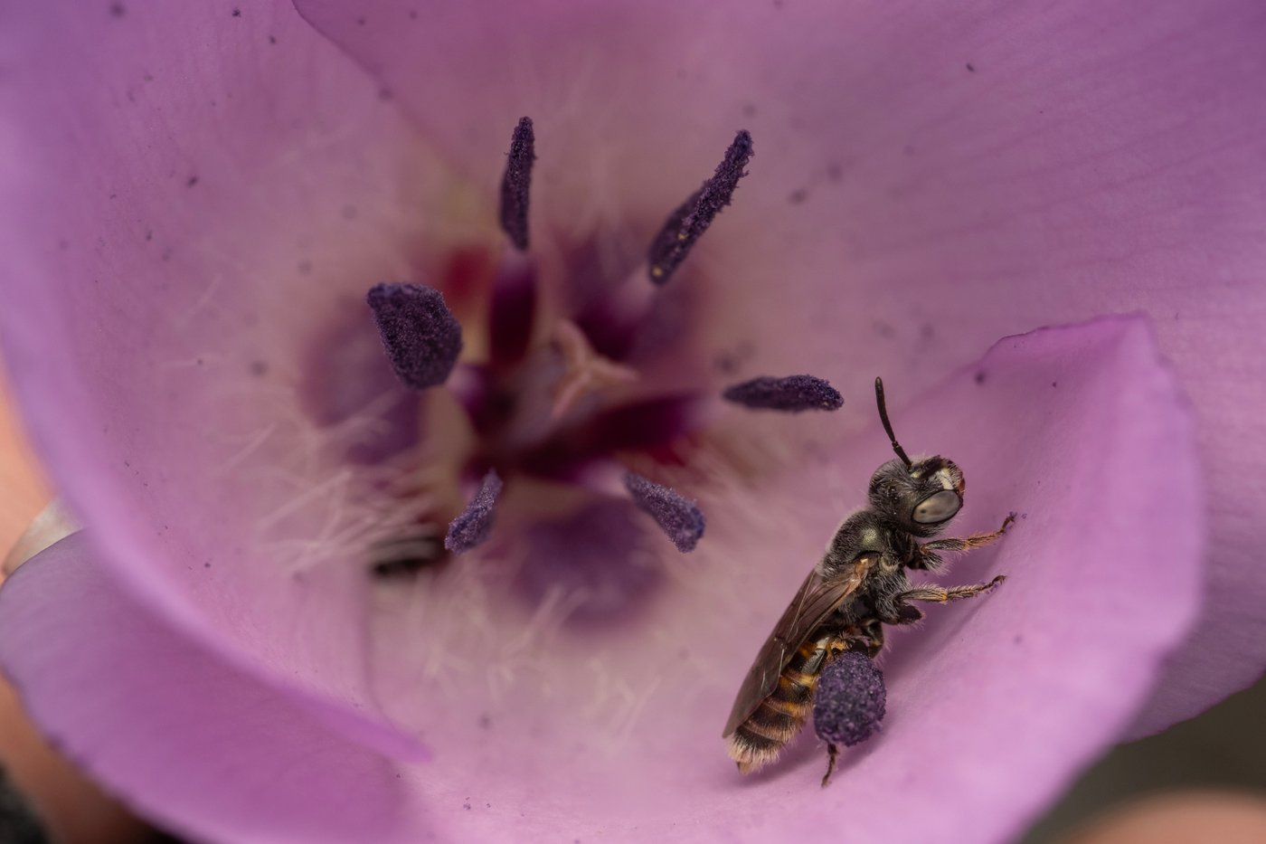 A California photographer is on a quest to photograph hundreds of native bees | iNFOnews.ca