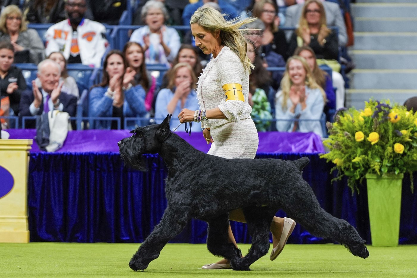 Dog Show 101: What's what at the Westminster Kennel Club | iNFOnews.ca