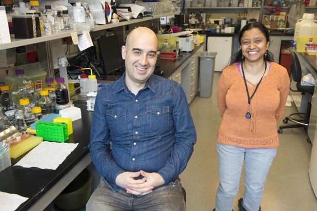 Made-in-Canada lab-grown meat a possibility after grant from U.S. non-profit | iNFOnews.ca Made-in-Canada lab-grown meat a possibility after grant from U.S. non-profit | iNFOnews.ca