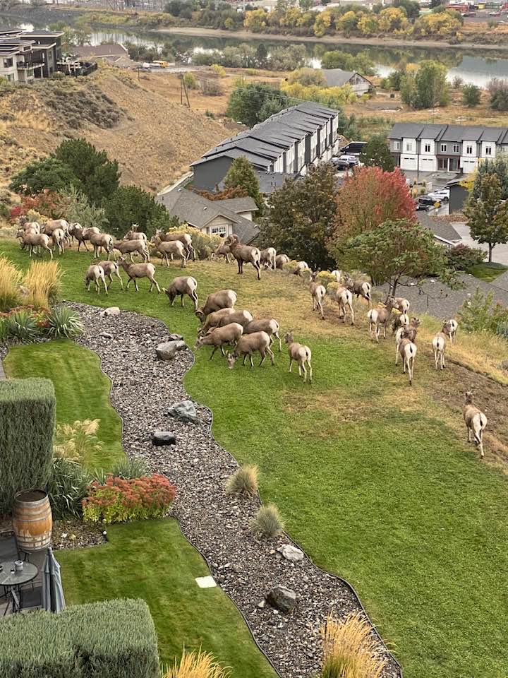 iN PHOTOS: Deer, bighorn sheep stuck in a rut in Kamloops, Okanagan | iNFOnews.ca