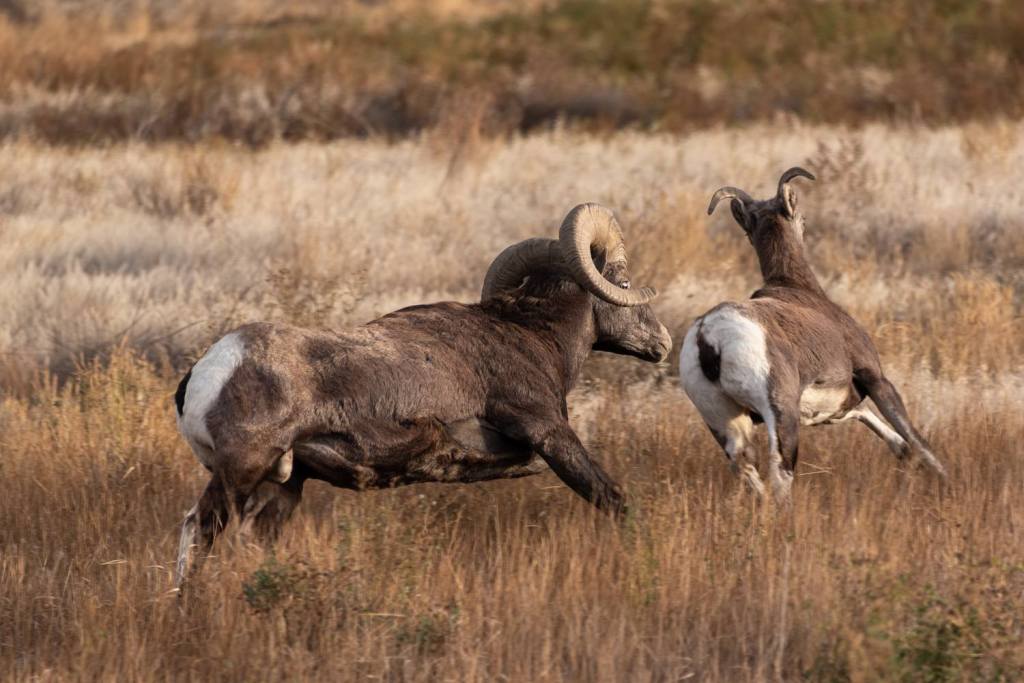 iN PHOTOS: Deer, bighorn sheep stuck in a rut in Kamloops, Okanagan | iNFOnews.ca