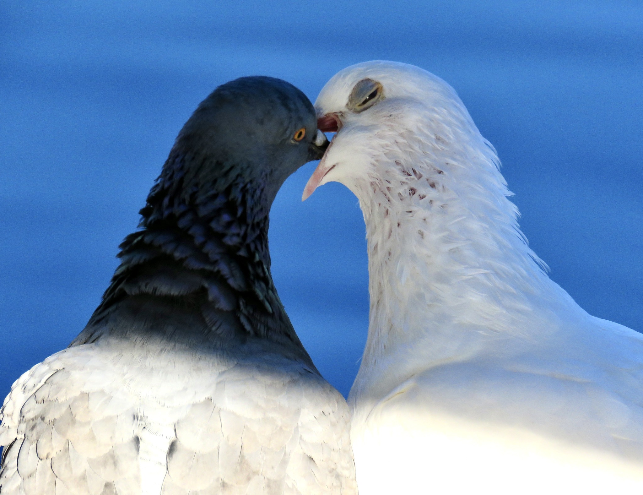 A pair of doves push their beaks together in front of a blue lake.