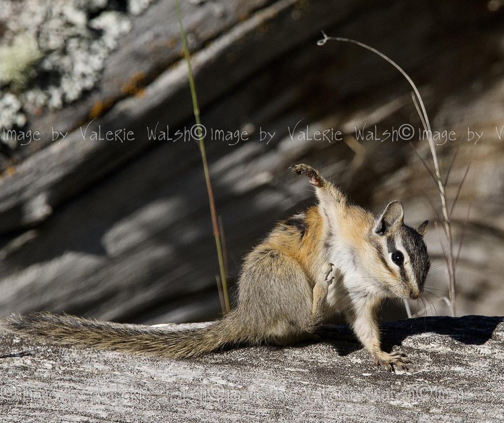 iN PHOTOS: Wildlife caught on camera being funny in Kamloops, Okanagan | iNFOnews.ca