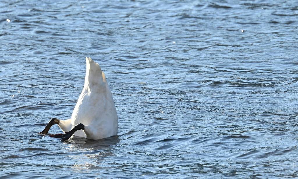 iN PHOTOS: Wildlife caught on camera being funny in Kamloops, Okanagan | iNFOnews.ca