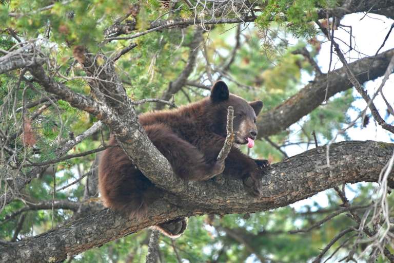 A bear in a tree has its tongue sticking out.