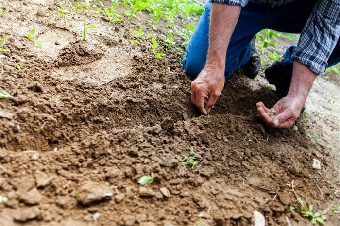 Fined Lake Country RV park wins appeal over gardening dispute | iNFOnews.ca