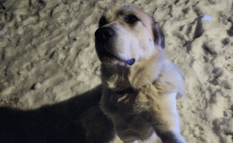 A dog sitting on the snow looks up.