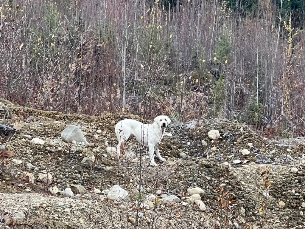 Dumped dog rescued after six weeks in Clearwater backcountry | iNFOnews.ca Dumped dog rescued after six weeks in Clearwater backcountry | iNFOnews.ca