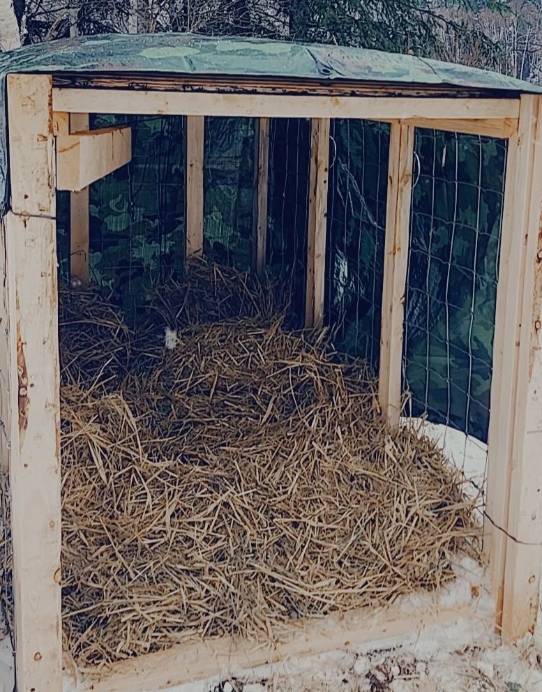 Dumped dog rescued after six weeks in Clearwater backcountry | iNFOnews.ca Dumped dog rescued after six weeks in Clearwater backcountry | iNFOnews.ca