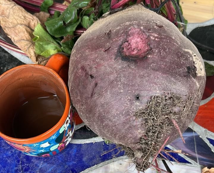 iN PHOTOS: The biggest eggplant in Kelowna and other Thompson-Okanagan veggie tales | iNwine iN PHOTOS: The biggest eggplant in Kelowna and other Thompson-Okanagan veggie tales | iNwine