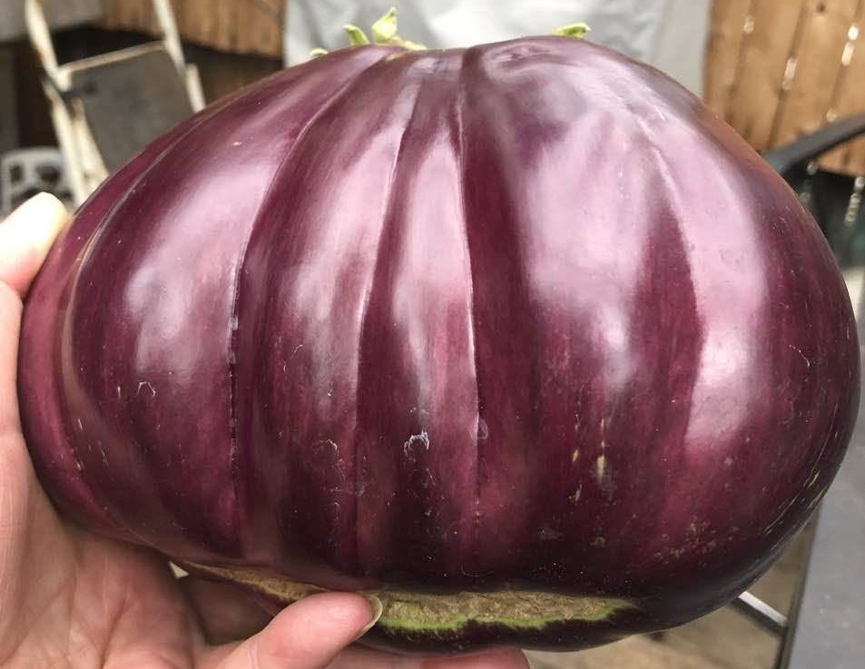 iN PHOTOS: The biggest eggplant in Kelowna and other Thompson-Okanagan veggie tales | iNwine iN PHOTOS: The biggest eggplant in Kelowna and other Thompson-Okanagan veggie tales | iNwine