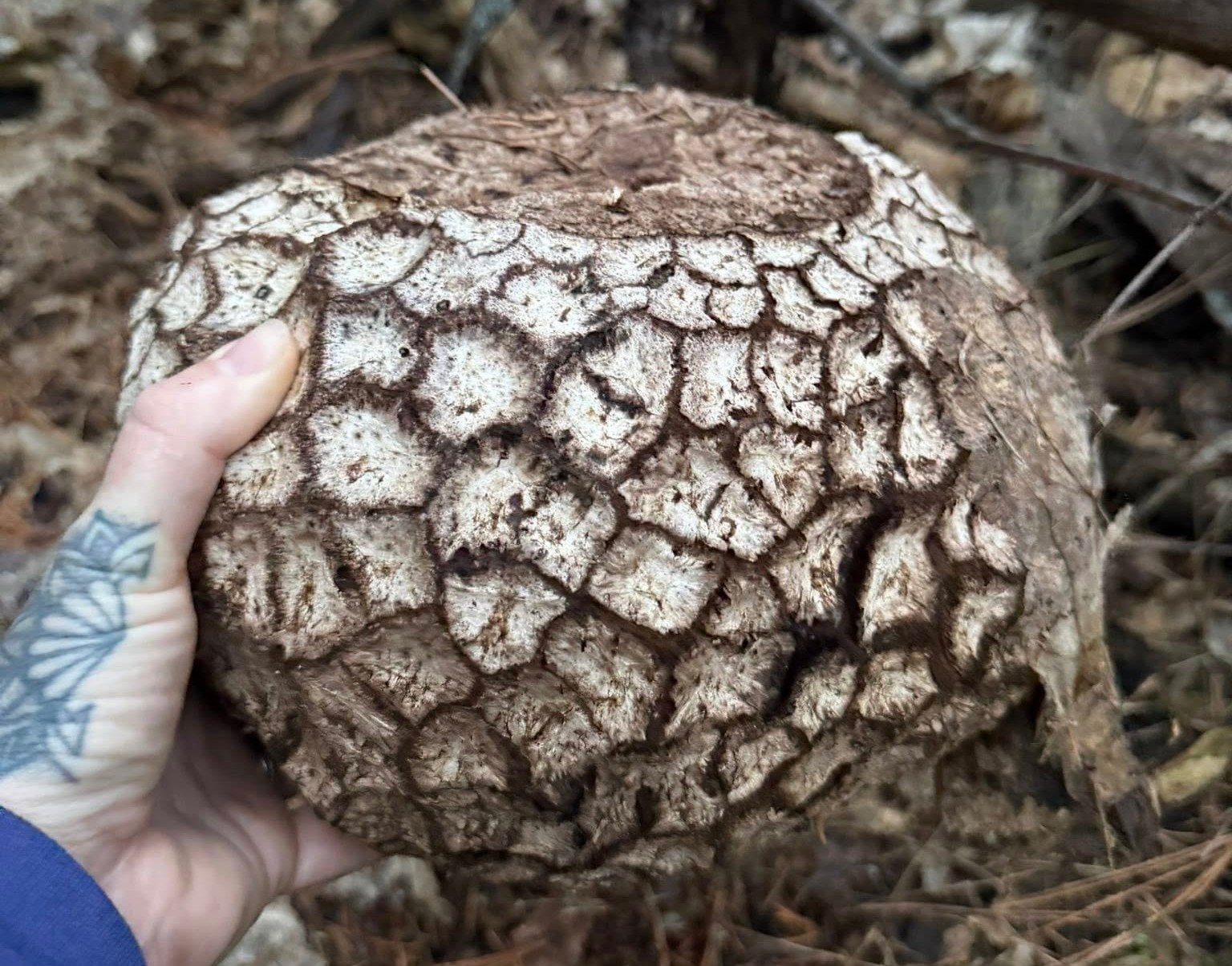 A hand holds a giant round mushroom up.