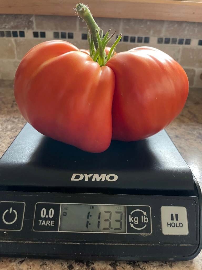 iN PHOTOS: The biggest eggplant in Kelowna and other Thompson-Okanagan veggie tales | iNwine iN PHOTOS: The biggest eggplant in Kelowna and other Thompson-Okanagan veggie tales | iNwine